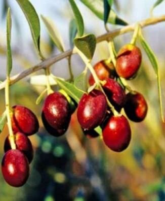 Leccino Olive