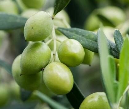Harvest Joy Olive Tree