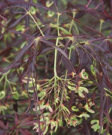 Red Pygmy Japanese Maple