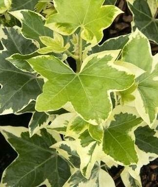 Angiostar Fatshedera