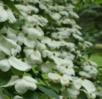 Constellation Dogwood
