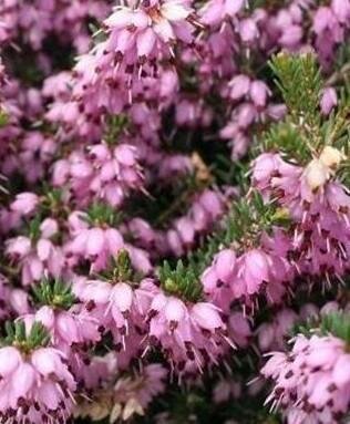 Springwood Pink Heather