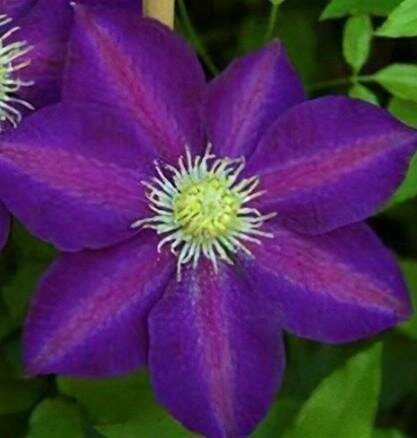 The Vagabond Clematis