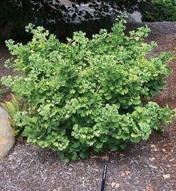 Mariken Ginkgo Tree