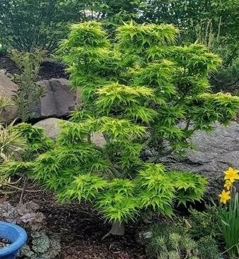 Mikawa Yatsubusa Japanese Maple Tree Form