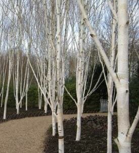 Paperbark Himalayan Birch