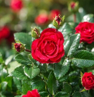 Patio Perfect Rose