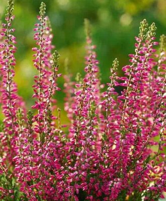 Sabine Summer Heather