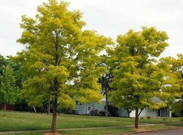 Frisia Golden Black Locust