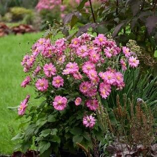 'Fall in Love Sweetly' Japanese Anemone