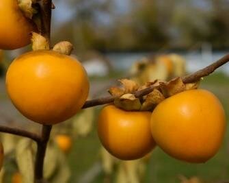 Phoenix Asian Persimmon