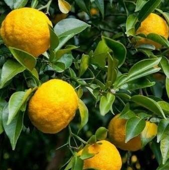 Ichandrin Hybrid Yuzu