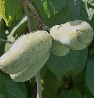 Prolific Pawpaw