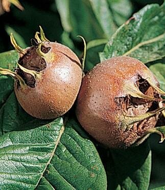 Breda Giant Medlar Tree