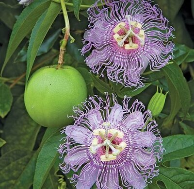 PinkPop Passionflower
