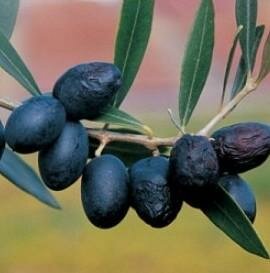Bountiful Olive Tree