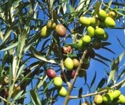 Paramount Olive Tree