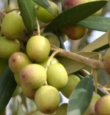 Favarol Olive Tree