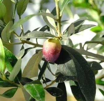 Universal Olive Tree