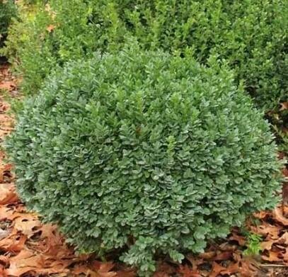 Dwarf Yaupon Holly