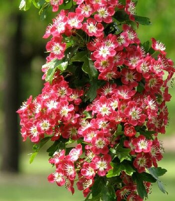 Crimson Cloud Hawthorne