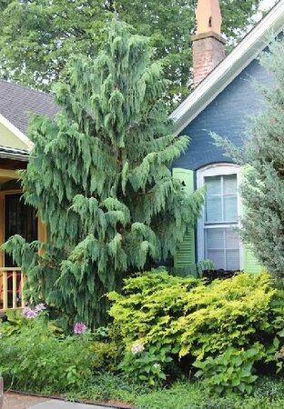 Weeping Blue Nootka Cypress