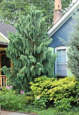 Weeping Blue Nootka Cypress