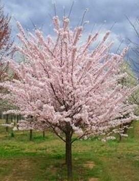 Top Worked Akebono Flowering Cherry Tree