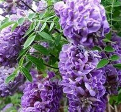 Longwood Purple Wisteria