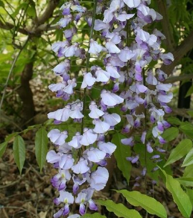 Royal Purple Wisteria
