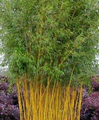 Golden Bamboo