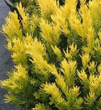Dwarf Bright Gold Yew
