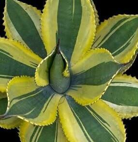 Agave Ripple Effect