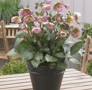 Beaming Blush Lenten Rose (Helleborus)