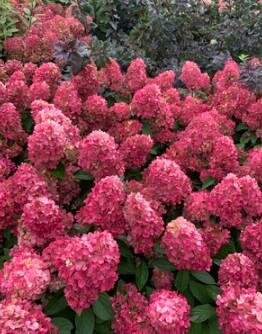 Tree Form Bonfire Hydrangea