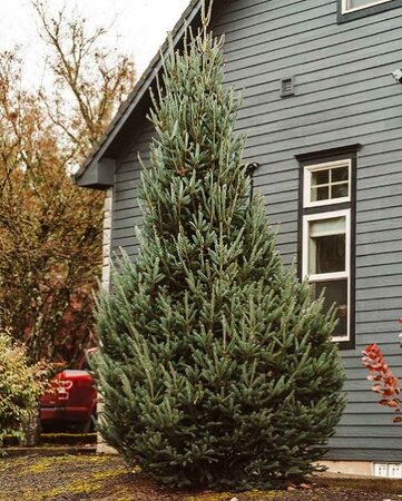 North Pole White Spruce