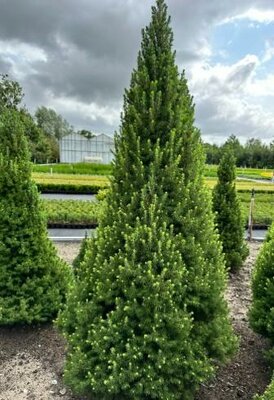 Spruce It Up Dwarf White Spruce