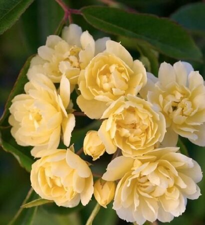 Lady Banks Yellow Climbing Rose