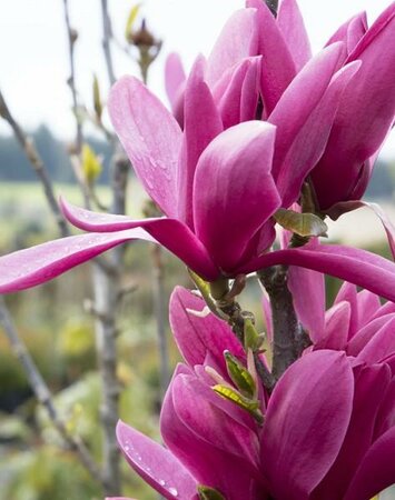 Burgundy Star Magnolia Tree