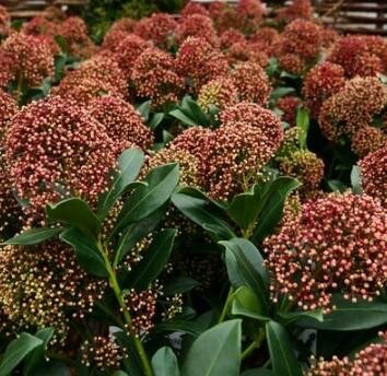 Rubesta Cuba Japanese Skimmia