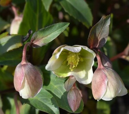 Winterbells Lenten Rose (Helleborus)