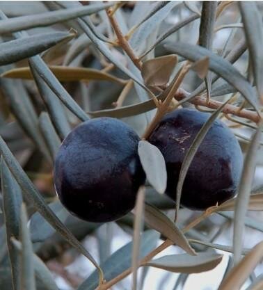 Sevillano Fruiting Olive