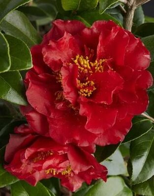 Bob Hope Camellia