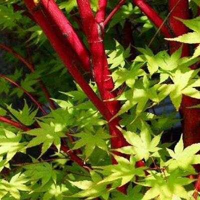 Coral Bark Maple - Sango Kaku
