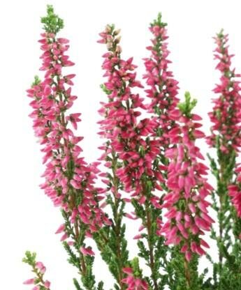 Sissi Summer Heather