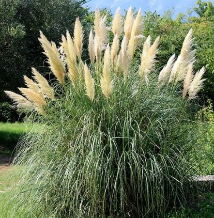 White Pampas Grass