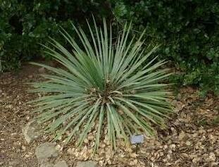 Great Plains Yucca (Native)