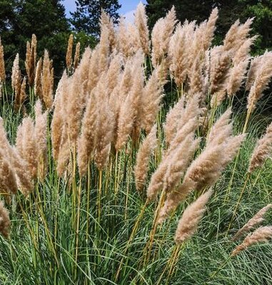 Pampas Grass