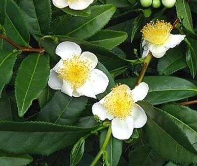 Tea Camellia