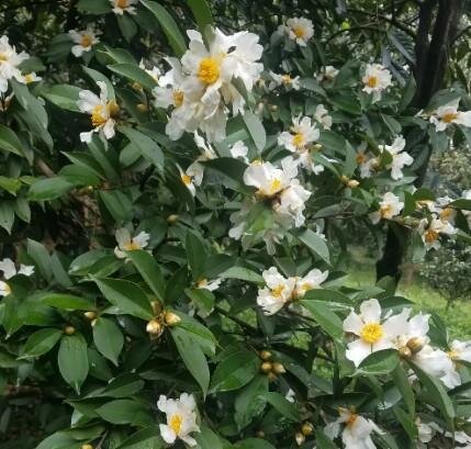 Tea-Oil Camellia - image 1